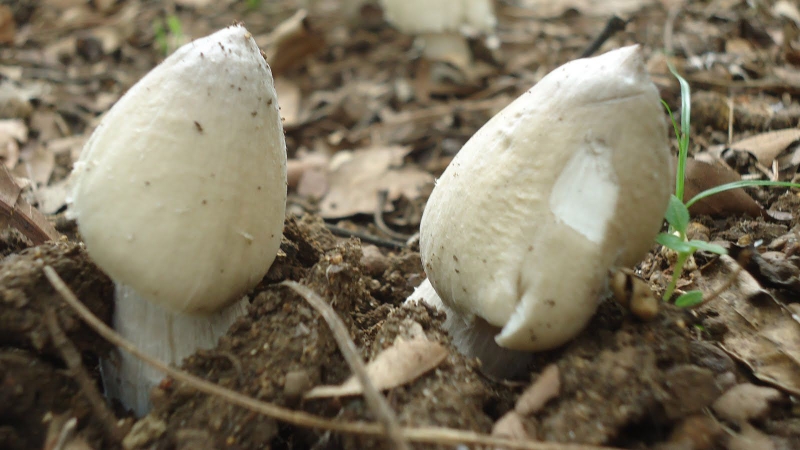 Nấm mối là gì? Công dụng của nấm mối 1