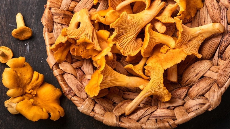 Nấm mồng gà: Đặc điểm, tác dụng và cách chế biến 5