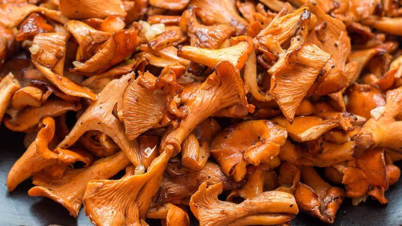 Nấm mồng gà: Đặc điểm, tác dụng và cách chế biến 3