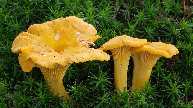 Nấm mồng gà: Đặc điểm, tác dụng và cách chế biến 1