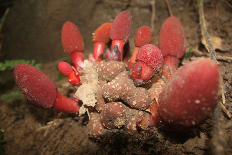 nấm ngọc cẩu ngâm rượu có tốt cho sức khỏe không? -1