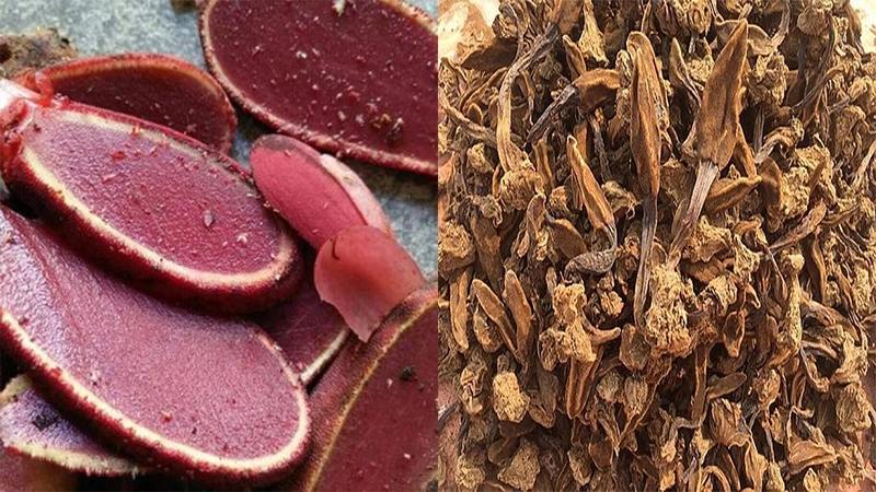 nấm ngọc cẩu ngâm rượu có tốt cho sức khỏe không? -2