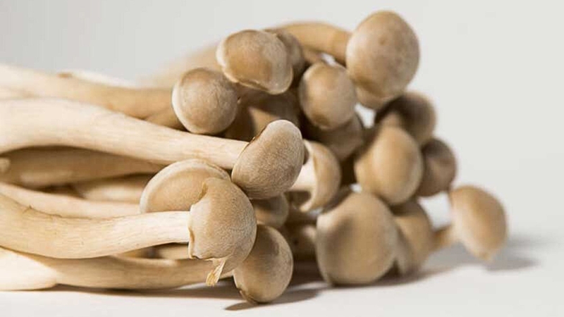 Nấm ngọc tẩm: Công dụng và cách sử dụng 1