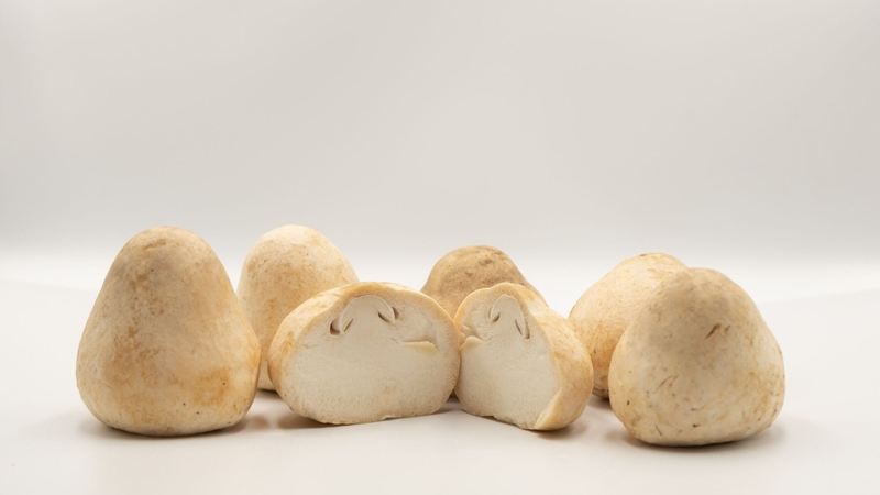 Nấm rơm giàu ergothioneine có khả năng trung hòa gốc tự do, bảo vệ tế bào khỏi tổn thương oxy hóa