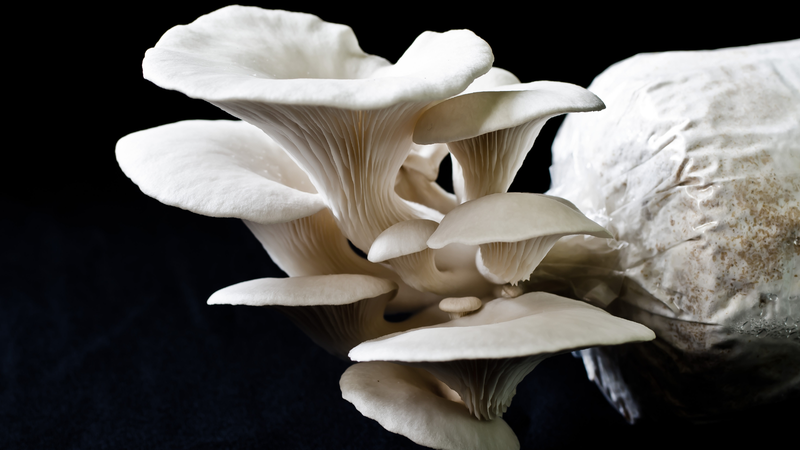 Nấm sò trắng: Lợi ích sức khoẻ và cách chế biến 1