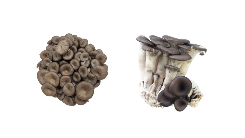 Nấm yến: Thành phần dinh dưỡng, lợi ích sức khỏe và cách dùng đúng 2