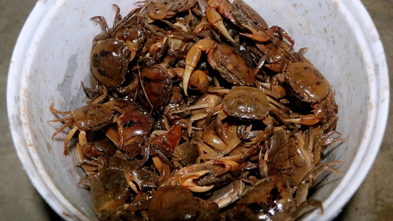 Không ít người muốn biết&nbsp;nâng mũi ăn cua đồng được không