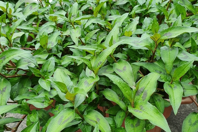 Nâng mũi ăn rau răm được không? Cần chăm sóc sau phẫu thuật nâng mũi thế nào? 1