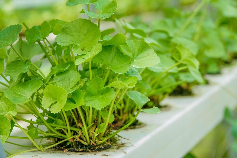 Nâng mũi uống rau má được không? Những điều cần lưu ý sau khi nâng mũi 1