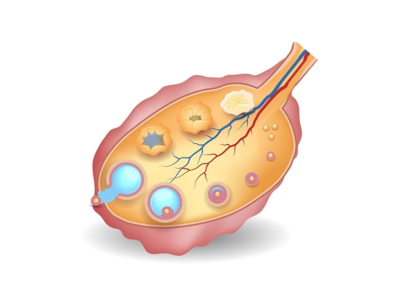 Nang noãn là gì? Cấu trúc và sự hình thành của nang noãn trưởng thành 1