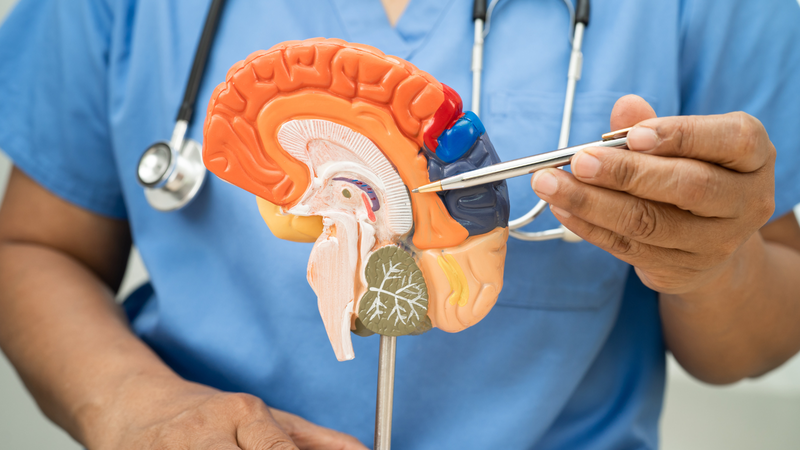 Não thất là hệ thống các khoang rỗng trong não, có chức năng chứa và lưu thông dịch não tủy nhằm bảo vệ và nuôi dưỡng não bộ