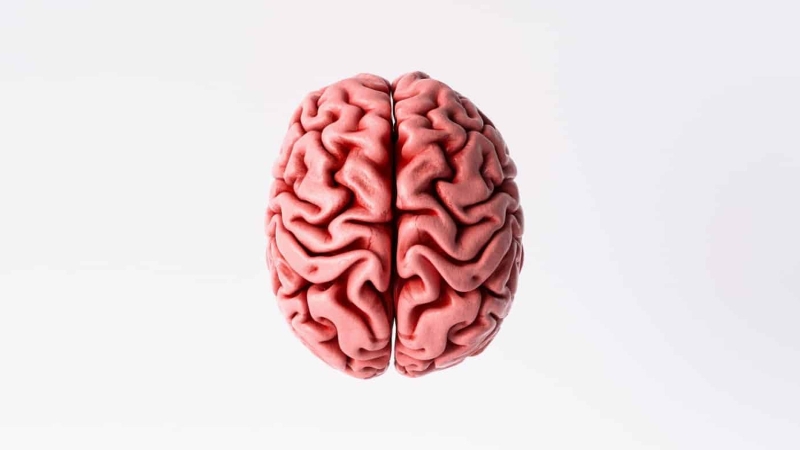 Não trái hay não phải thông minh hơn? Giải đáp thắc mắc 1