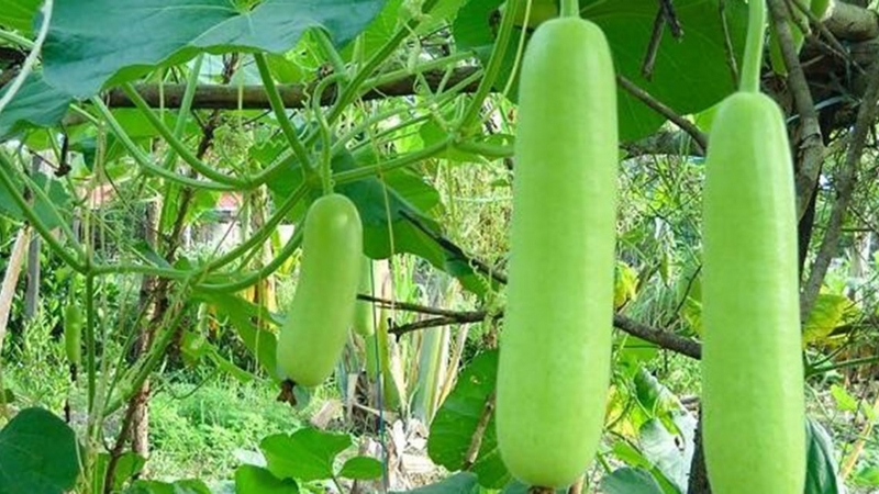 Quả bầu có nhiều công dụng với hệ tiêu hóa và làm mát cơ thể