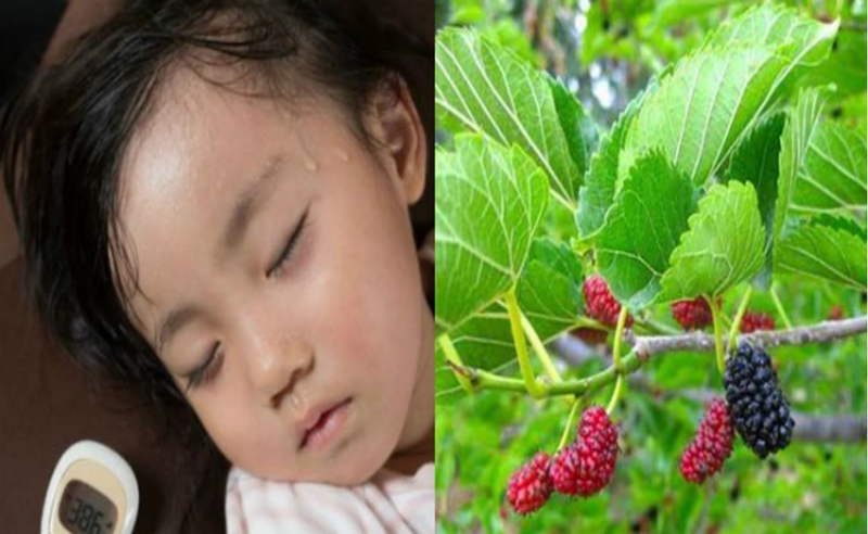 Cháo trai kết hợp với lá dâu tằm trị mồ hôi trộm