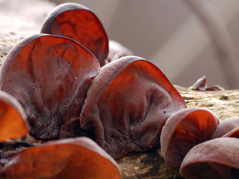 Nên ăn uống gì để bổ sung sắt cho người thiếu máu? 1