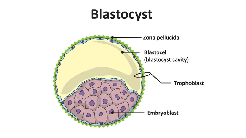 tai-sao-phai-nuoi-phoi-ngay-6-nhung-uu-diem-ma-ban-can-biet 1