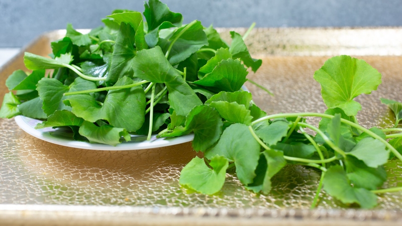 Hoạt chất trong rau má được nghiên cứu về phục hồi và lành thương