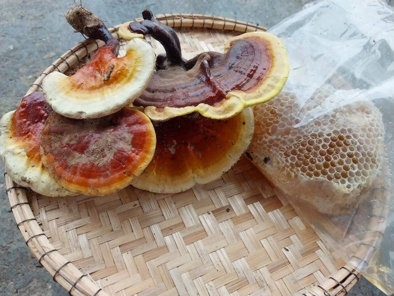 Nên hay không khi dùng nấm lim xanh chữa ung thư gan cho người bệnh? 3