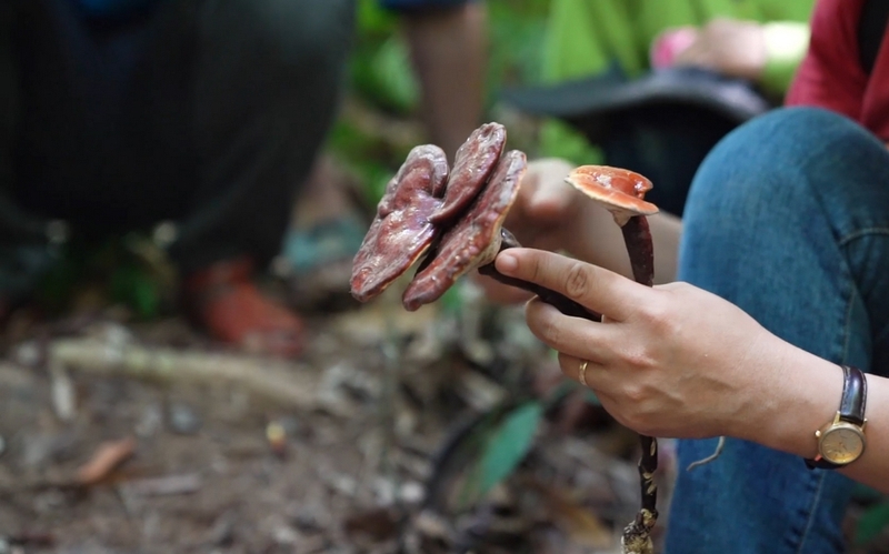 nen-hay-khong-khi-dung-nam-lim-xanh-chua-ung-thu-gan-cho-nguoi-benh 4.jpg