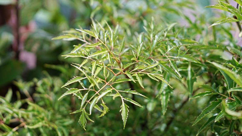 Nên ngâm củ đinh lăng tươi hay khô? Những lưu ý khi ngâm củ đinh lăng 4