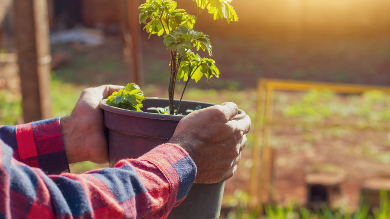 Nên ngâm củ đinh lăng tươi hay khô? Những lưu ý khi ngâm củ đinh lăng 1