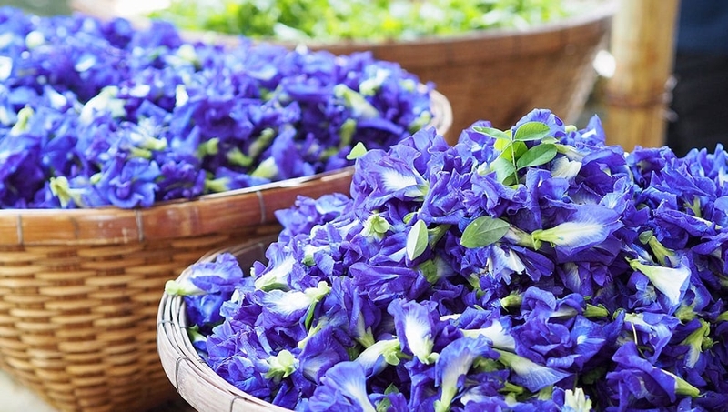 Hoa đậu biếc - dược liệu cho sức khoẻ