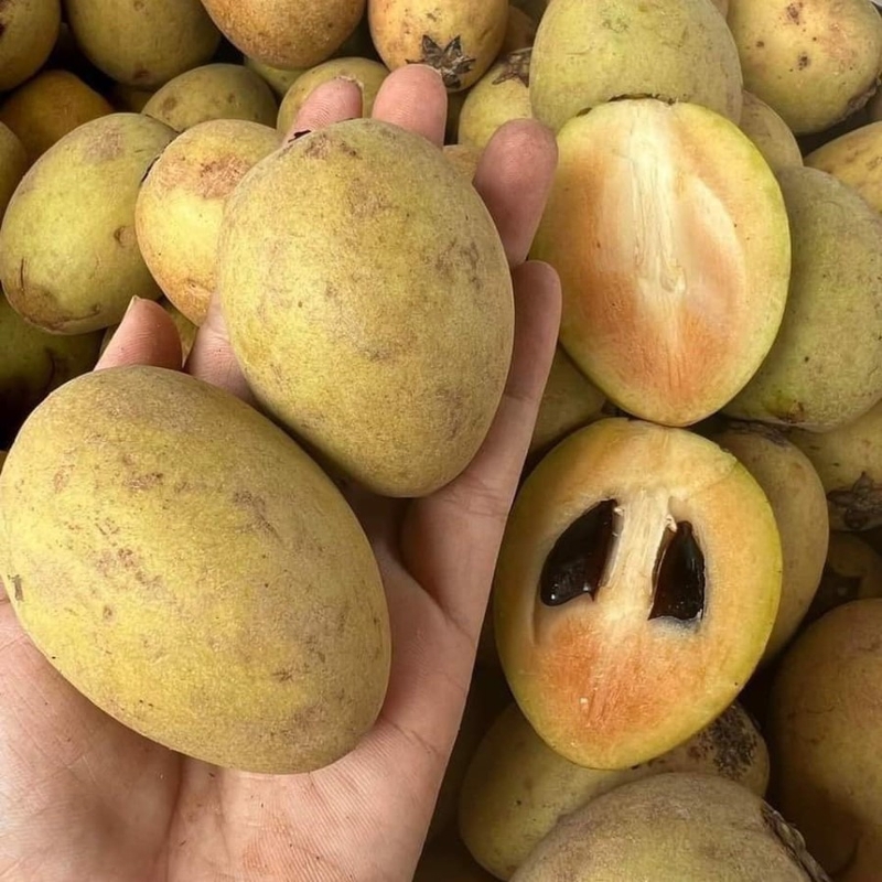 Nếu nuốt hạt sapôchê có sao không? -2