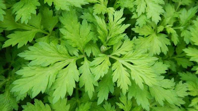 Chỉ bạn cách dùng ngải cứu chữa bệnh gai cột sống 1