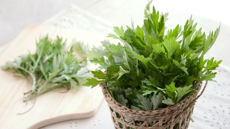 Ngải cứu thường được sử dụng như một vị thuốc hỗ trợ điều hòa kinh nguyệt