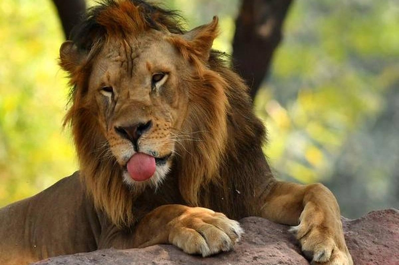 Ngày càng nhiều động vật được phát hiện nhiễm Covid-19 hơn