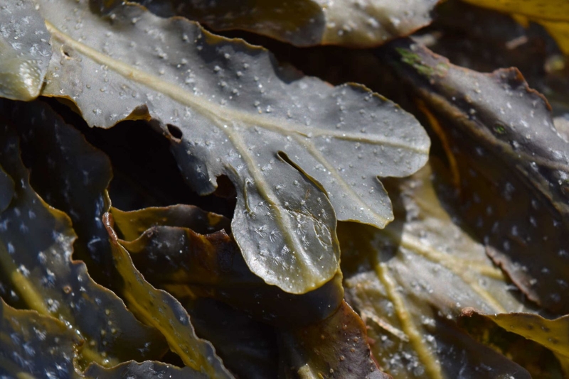 nghe-tao-nau-tam-that-bo-ba-hoan-hao-trong-viec-phong-tranh-ung-thu 1