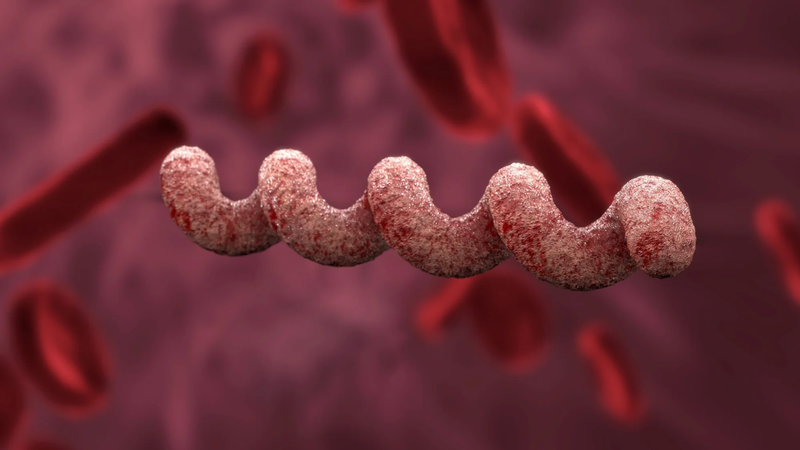 Nghiên cứu mang lại hy vọng cho sự phát triển vắc xin phòng bệnh giang mai 1