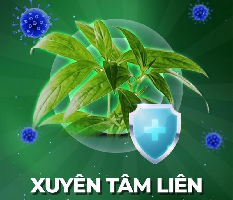 Nghiên cứu sử dụng xuyên tâm liên trong hỗ trợ điều trị Covid 1