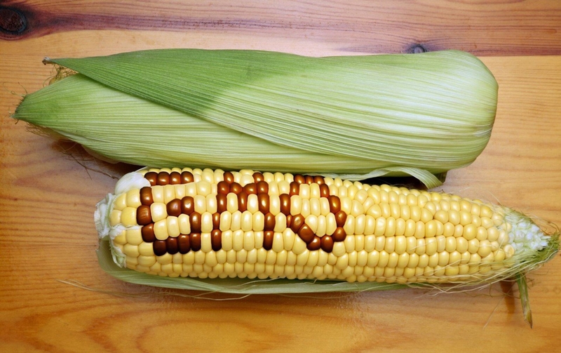 Ngô biến đổi gen có ăn được không? 1