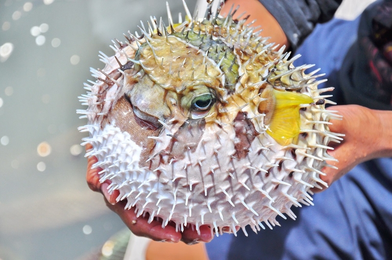 ngộ độc cá nóc 1