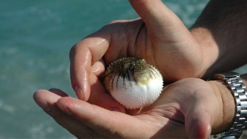 Ngư dân cần nhận biết và xử lý các loại cá nóc đúng cách