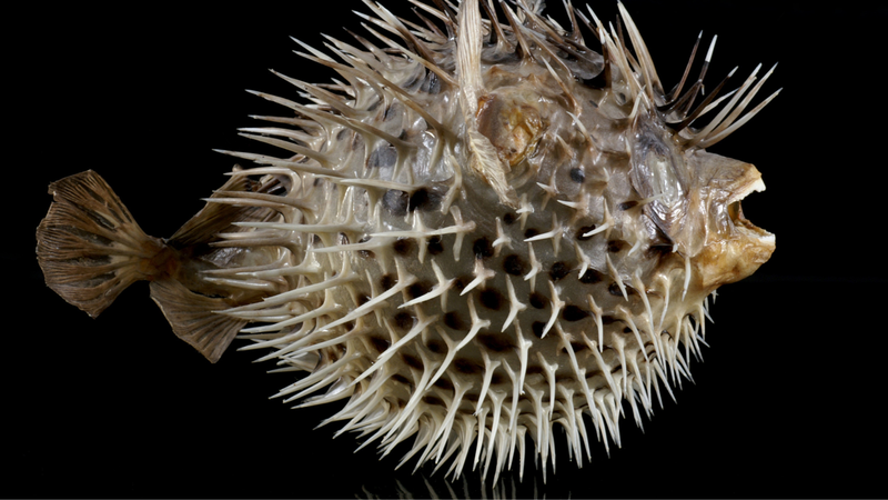 Có 4 cấp độ ngộ độc cá nóc