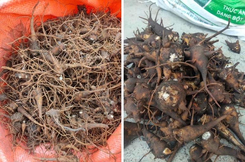 Ngộ độc củ ấu tẩu: Dấu hiệu nhận biết và biện pháp phòng tránh an toàn, hiệu quả 1