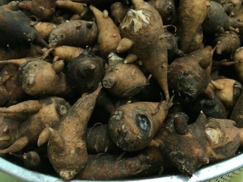 Ngộ độc củ ấu tẩu: Dấu hiệu nhận biết và biện pháp phòng tránh an toàn, hiệu quả 4