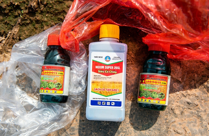 Ngộ độc glufosinate gây ra triệu chứng gì? Cách để phòng ngừa1