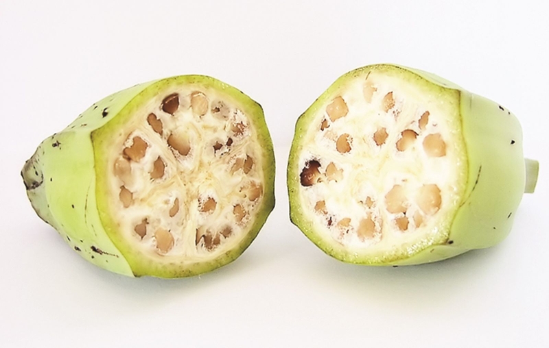 Ngộ độc rượu chuối hột và những điều có thể bạn chưa biết 1