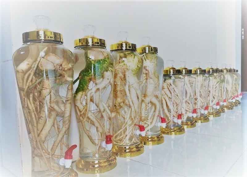 ngộ độc rượu đinh lăng