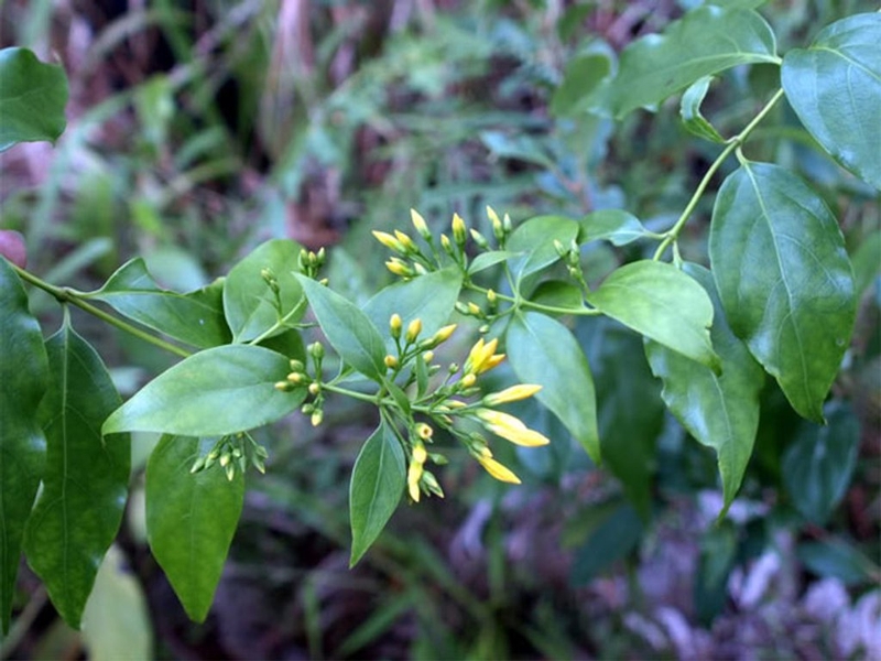 ngộ độc rượu lá ngón 1