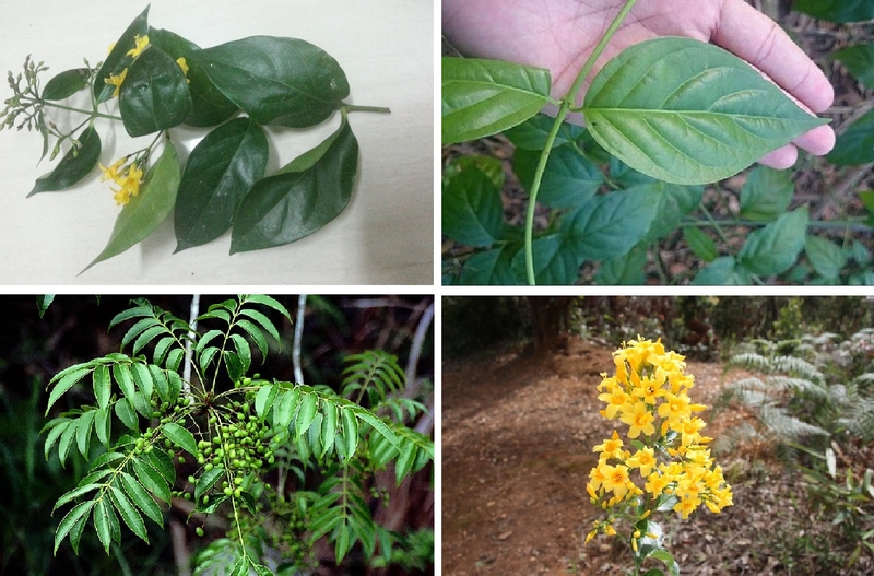 ngộ độc rượu lá ngón 5