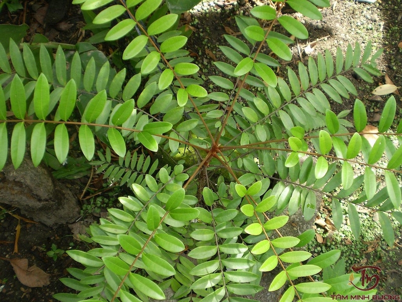 ngộ độc rượu mật nhân 1