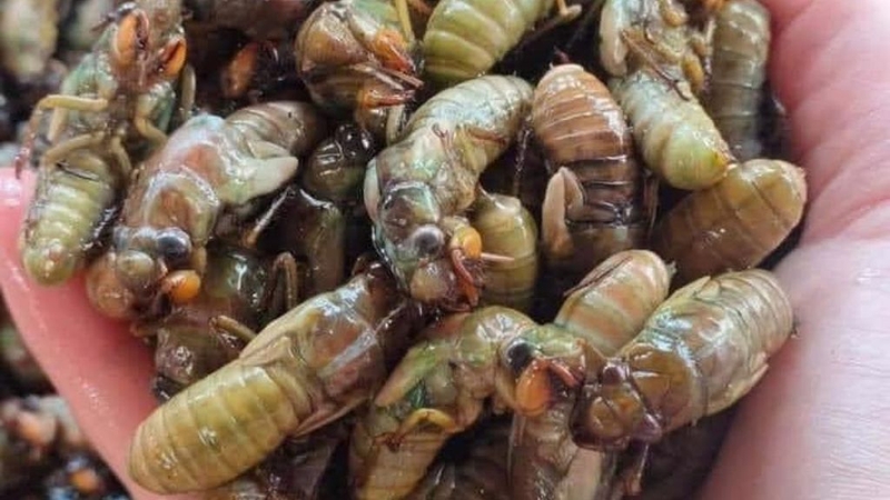 Ngộ độc ve sầu và những thông tin cần biết 1