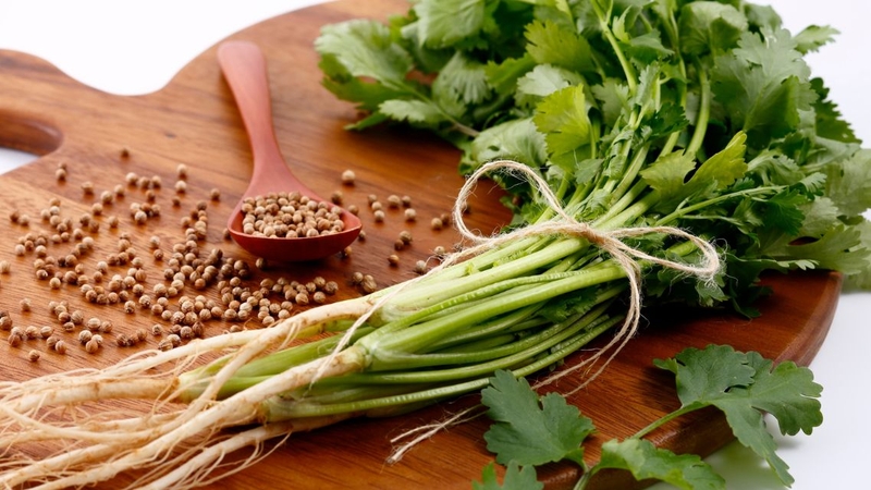 Ngò rí có tác dụng gì? Lưu ý quan trọng khi dùng ngò rí 3