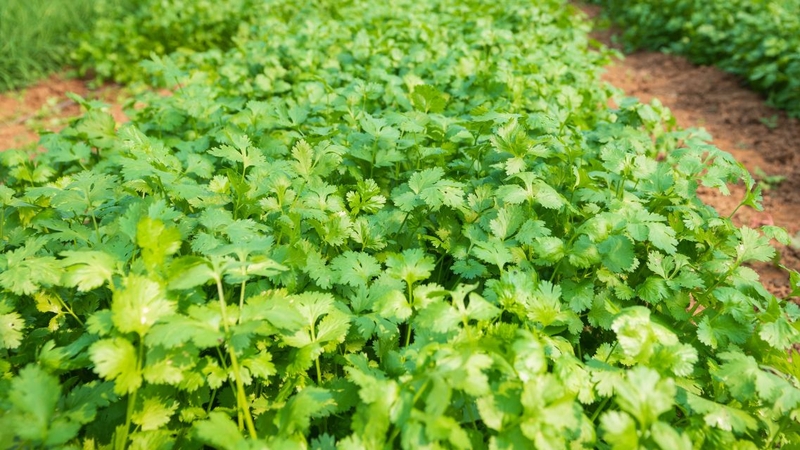 Ngò rí có tác dụng gì? Lưu ý quan trọng khi dùng ngò rí 4