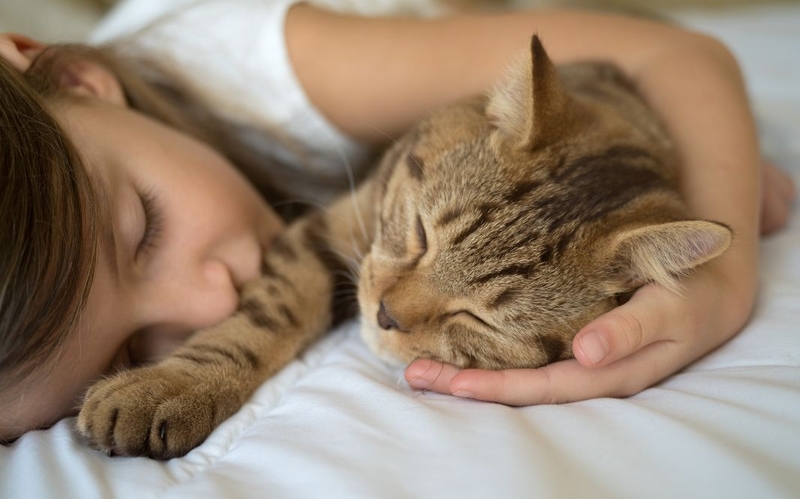 Ngủ với mèo có sao không: Lợi ích và rủi ro cần biết 1
