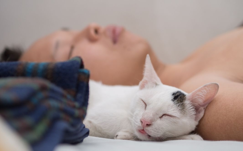 Ngủ với mèo có sao không: Lợi ích và rủi ro cần biết 3